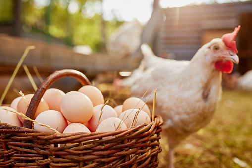 BCP photo: eggs